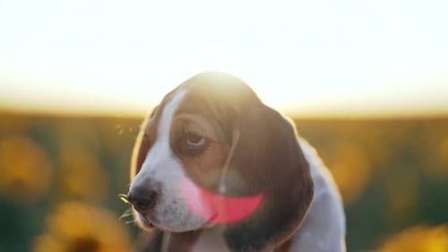 Little Beagle Puppy Portrait