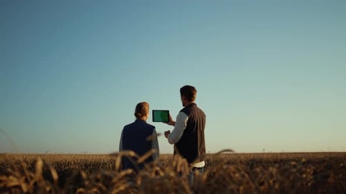 Farmers Using Pad Computer for Online Communication with Partners at Wheat Field