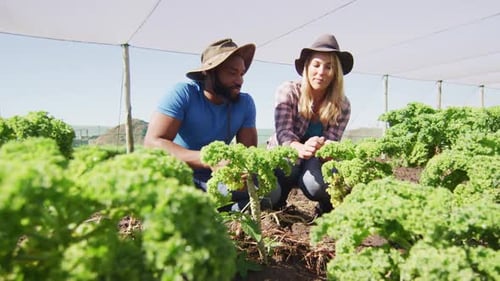 Farmers Inspecting Crops in Greenhouse on Sunny Day