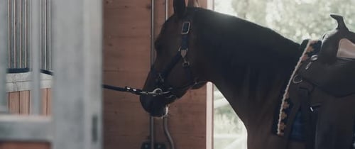 Pferd in einem Stall