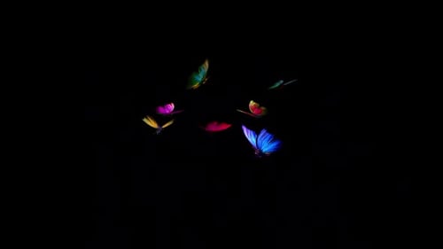 Rainbow Butterflies - Small Swarm of 7 - Flying Loop - Alpha Channel