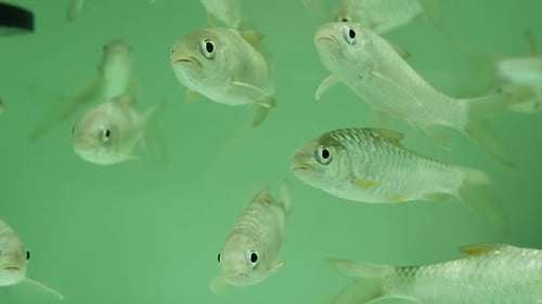 Vielfalt tropischer Fische im exotischen dekorativen Aquarium. Sortiment in Chatuchak Fish Market Pet