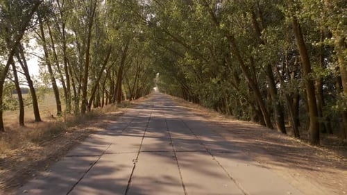 Country Road on a Summer Day