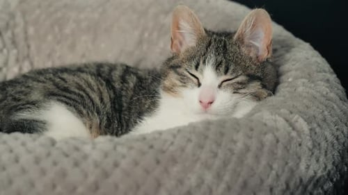 Cute Kitten Sleeping Peacefully in Grey Bed