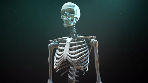 3D Human Skeleton Rotation Loop