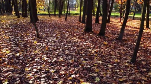Herbstlich abgefallene Blätter im Park.