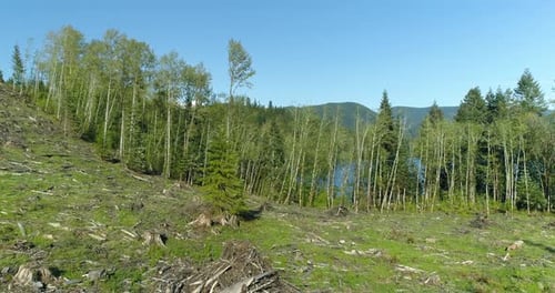 Kürzlich eingeloggte Forest Land Edge