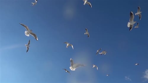 Herde Möwenvögel fliegen im blauen Himmel