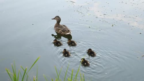 Famille de canards. Mère nageant avec de jolis petits canetons dans la rivière.