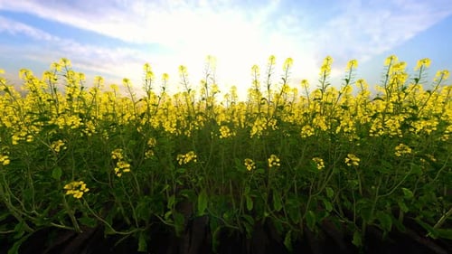 Ölraps unter blauem Himmel