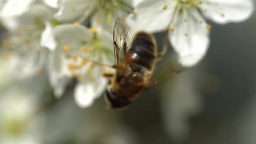 Wild bee hanging on white flower and collecting pollen during beautiful spring day, macro view.