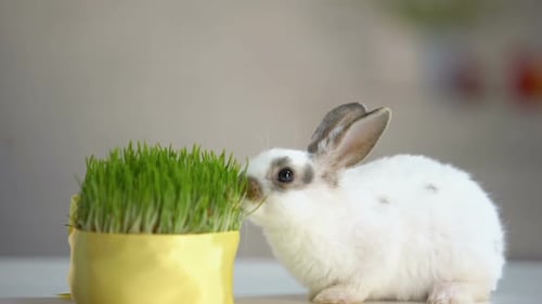 Kleines Kaninchen frisst grünes Bio-Gras, Vitaminergänzung, Tierpflege, Ökologie