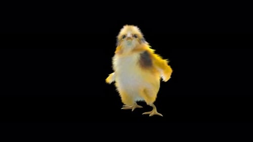 3D Animated Dancing Chick Loop