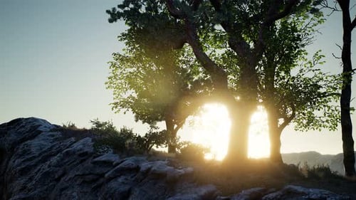 Trees on Rocks in Mountains