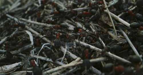 Ants Arranging Stick on Ant Colony