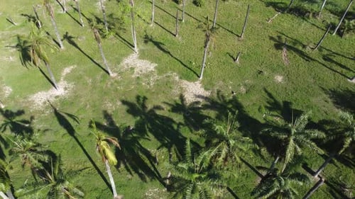 Aerial View of Tropical Palm Trees and Shadows