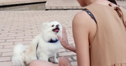 Dog Doing Tricks with Woman in Urban Setting