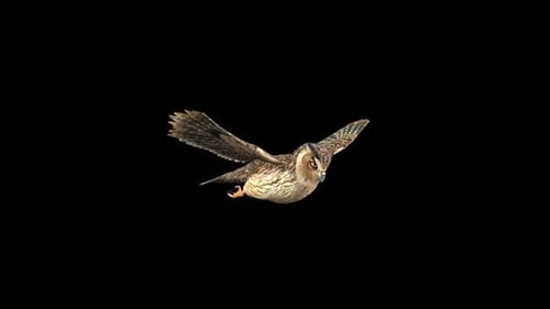 Owl Glide 2