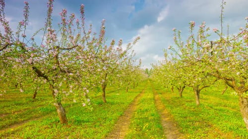 Apple Orchard