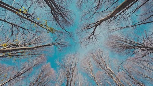 Looking Up Through Bare Tree Canopy at Sky