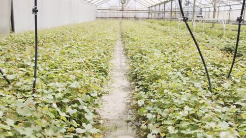 Plants Growing in Bright Greenhouse Interior
