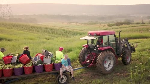 Aerial tracking along side tractor going through field pulling filled corn wagon with workers on the
