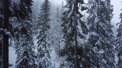 Winter forest and mountains from air. Winter landscape. aerial drone shot. snowfall
