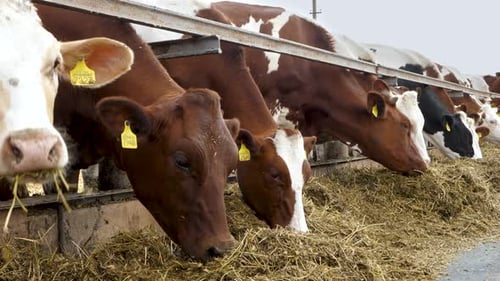 Brown Cows in Row Eat at Cowhouse Outdoor in Summer Day Fence Railing