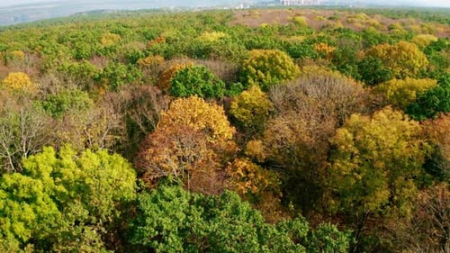 Natural background of colorful forest