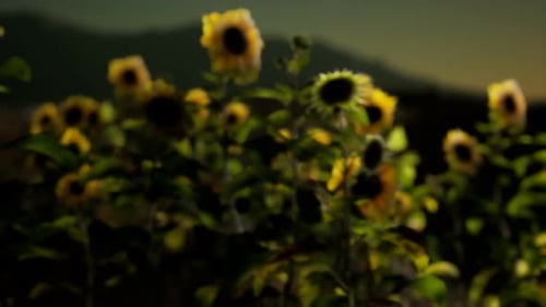 Sunflower Field on a Warm Summer Evening