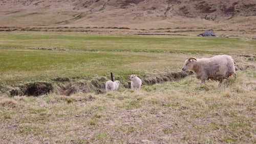 Sheep Feeding on Lush Grass on Open Field With the View of the Foot of Mountain