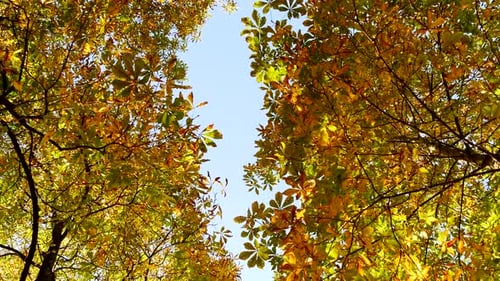 Autumn Fall Forest Trees Nature Environment Background