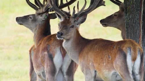 Hirsche mit großen Hörnern in der natürlichen Umwelt Naturschutz Konzept
