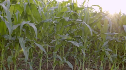 young Corn or maize field in agricultural garden and light shines sunset, slider shots