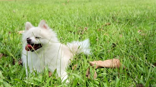 Pomeranian dog sit on green lawn