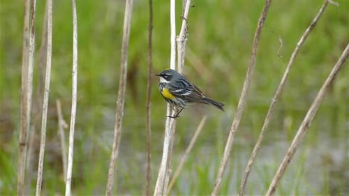 Yellow Rumped Warbler Perched on Dried Branch