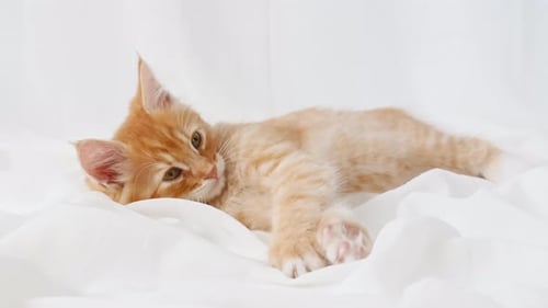 Cute Orange Kitten Resting Comfortably on White Bed