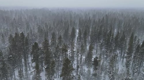 Landscape with a Winter Mountain Forest During a Snowfall