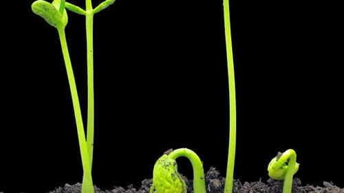 Green Bean Sprouts Growing in Soil Time Lapse