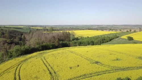Drone flies over countryside with yellow rapeseed field.