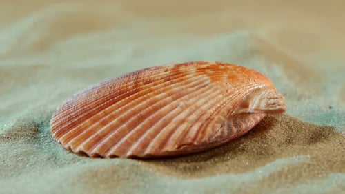 Ozeanmuschel auf Sand, blaues Licht, Nahaufnahme, Rotation