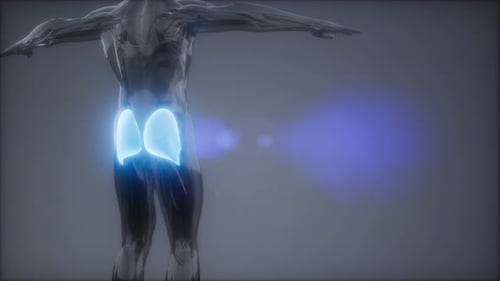 3D Human Gluteus Maximus Muscles Anatomical Model Highlighted