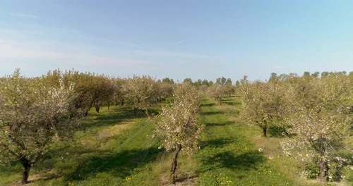 Apple Orchard in August Aerial Shoot