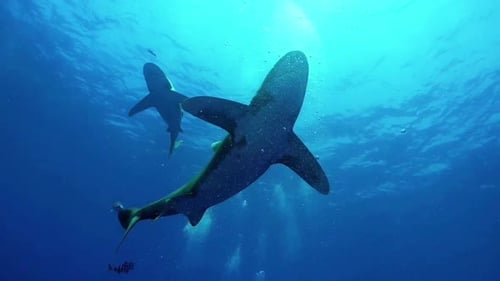 Reef Sharks Swimming Underwater in Clear Ocean