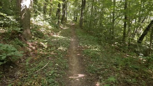 Foot path walk in the forest slow motion footage