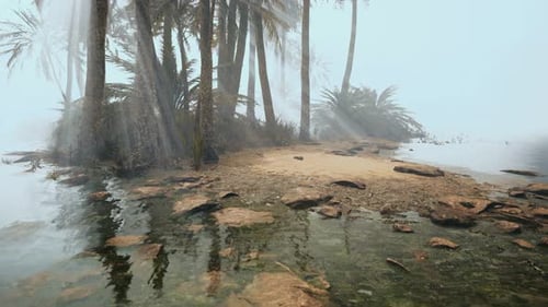 Misty Tropical Island with Palm Trees and Sun Rays