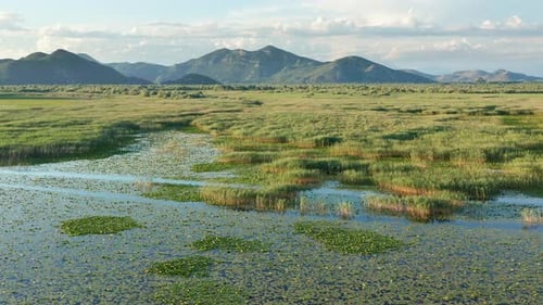 Marsh wetland and floodplain covered with low green vegetation, grass, rushes and reeds