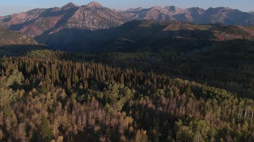 Aerial view of Fall color over forest