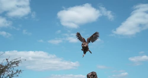 Waldkauz, Strix aluco, Erwachsener im Flug, Abheben vom Baumstamm, Normandie in Frankreich,