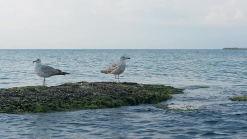 Möwen ruhen sich im Meer aus.